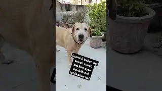 #petparentlife #dogshorts #entertainment