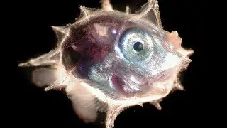 Необычный жизненный цикл личинки морской луны-рыбы