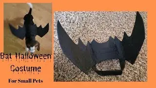 UEETEK Halloween Pet Bat Costume- for Cat or Small Dog- Product Review