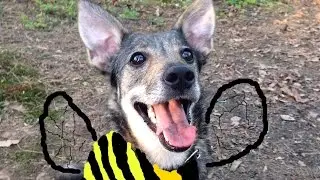 Mouse. Turbo Dog.