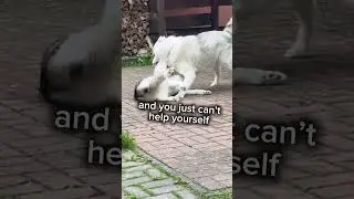 Husky Drama 😅 Akim Tries, Ayla Says NO | Funny Husky Moments #huskylife