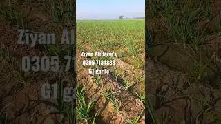 #g1garlic #g1 #farming #farmer #farm