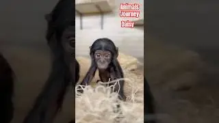 Daisy the Bonobo: Baby Steps Into a Wild World