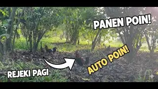Rejeki Pagi! Detik-detik Ayam Hutan Merah kepancing dengan kokok pikat