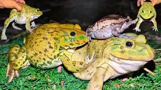 Catching Boing Boing the Funny Frogs | Funny Frogs Animals Compilation | Funny Videos of Frogs