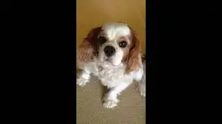 Demonstration of Animal Healing with Renee Coltson