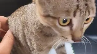What cats taught me about love 😘