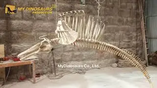 Marine Animal Skeleton | Realistic Dolphin for Exhibition