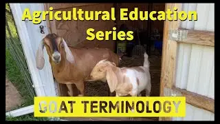 Goat Terminology | Agricultural Education Series | #homeschooling #aged #ageducation