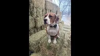Maggie - 1 Year Old Hound Mix - Dog Training Omaha Nebraska, Off Leash Reliable Dog Training