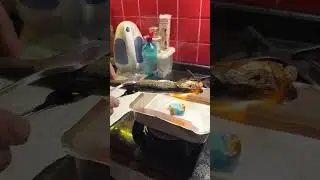 &Psi;ή&sigma;&iota;&mu;&omicron; &rho;έ&gamma;&gamma;&alpha;&sigmaf;