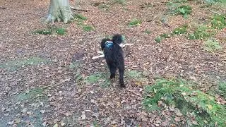 Ravotten in het Liesbos.