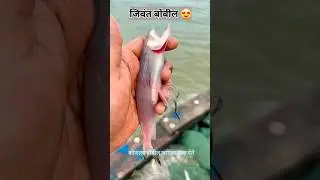 Jivanta bombil | alive bombay duck #shorts