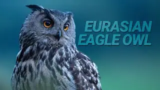 Wildlife photography: Eurasian Eagle Owl / Hubro i fjellet