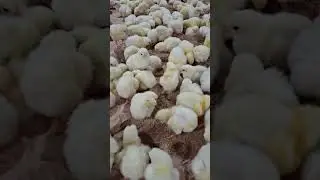 Part 1 Manajemen Pemeliharaan Ayam Broiler | Ayam Broiler Umur 0 Hari |