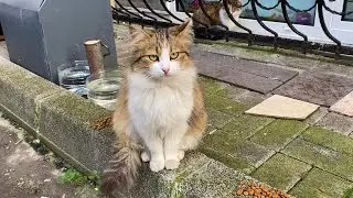 Hungry cute Cats living on the street. I gave them food. 😍
