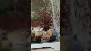 playing crab