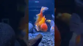Novo layout! Pebble Black e Lava Pebble #aquarismo #aquarium #goldfish #kinguio #aquarios