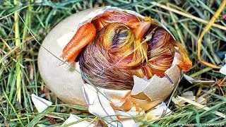 15 Coolest Looking Animal Eggs