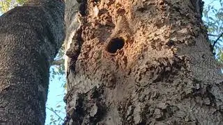 Wild bee tree that began in spring of 2025