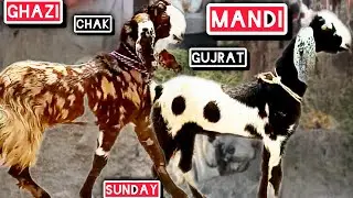 Gujarat Kunjah Bakra Mandi Sunday  | Ghazi Chak mandi #viralvideo #goat pets and animals farming