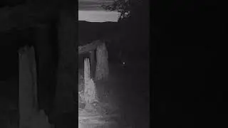 What do we have here? #pnw #hunting #trailcam #deer #bucks #blacktail #archery #gamecamera