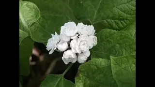 Amazing and Most Beautiful Clerodendrum Philippinum Flowers