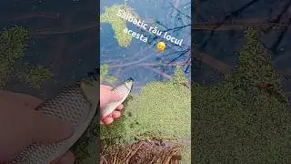 Un parau destul de salbatic unde am si prins cativa cleni😀🎣