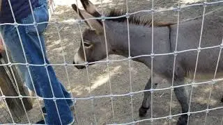 Shadow stomps while seeing the rooster for the first time. donkey antics #donkey V13