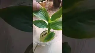 canna lily growing in cup of water & indoor only 😍