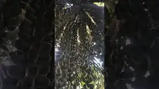Sugar palm fruits