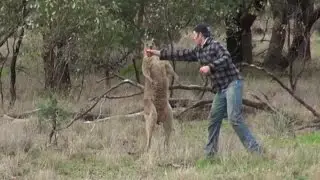 Why The Man Who Punched Kangaroo to Save His Dog Faces Backlash in Australia