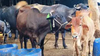 Cow Buffalo Live