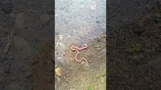 crazy earthworm moving in the water #shorts #moving #youtubeshorts