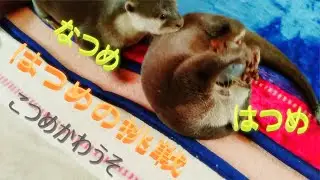 カワウソ　なつめとはつめ　がんばれーはつめ