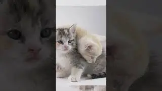 Adopt 2 Kittens instead of 1! #adoptdontshop #kittens