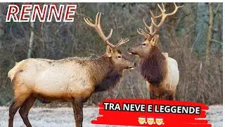 🎅Le  leggendarie Renne!