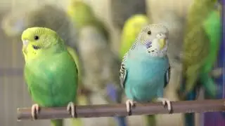 Гриша хороший мальчик 15
