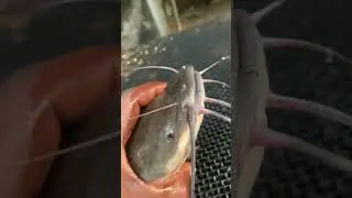 The point and kill experience #farming #catfish #fishpond #fishing #schandeetv