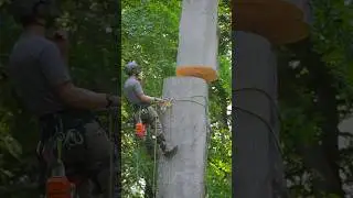 Crane pick Beech removal. #treework #arborist #chainsaw