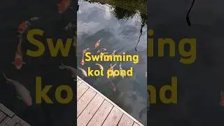 koi follows owner expecting food #naturalpond #naturalpools #koipondbuild #koi