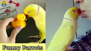 Cute & Smart Parrots 🐦 | Funny Birds Video Compilation 2021