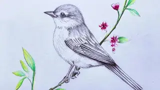 Bird Pencil Shading II Pencil Shading II Easy Bird Drawing
