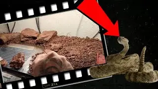Anaconda, Serpents venimeux, Aménagement nouveau terrarium Crotalus.(Avec ma fille)-Venom.X