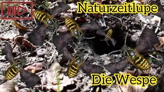 Naturzeitlupe - Nestanflug der Wespe #Zeitlupe #LoveNature #Erdwespe #GemeineWespe