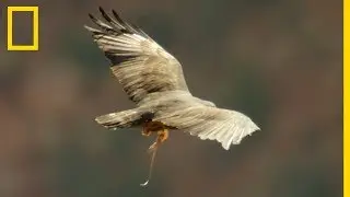 La buse &agrave; queue barr&eacute;e raffole des l&eacute;zards