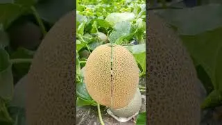 Satisfying MELON #fruit #video #short #shorts #viralshorts