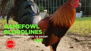 Gamefowl Bloodlines | Everything You Need To Know
