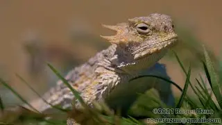 HDObservations :  Desert Horned Lizard (4K UHD)