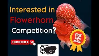 How to Groom a Flowerhorn for Shows | Champion Grooming Tips Revealed!